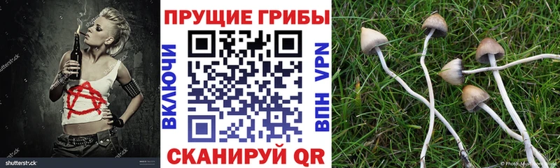 закладка  Костерёво  Галлюциногенные грибы Magic Shrooms 